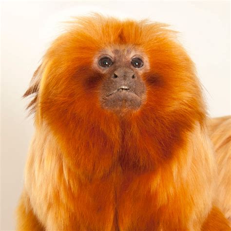 Tamarin Monkeys .